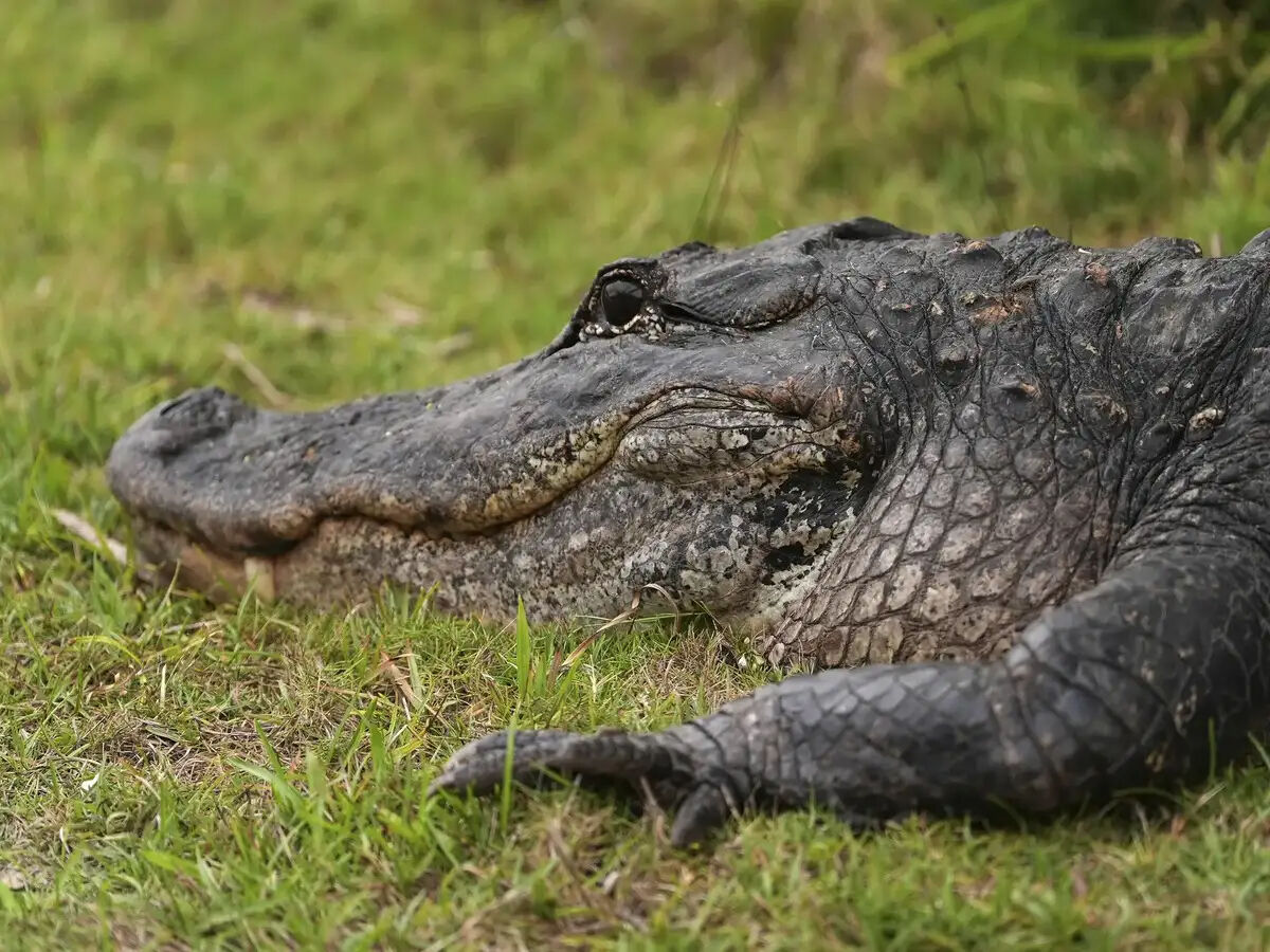 Trump’ın yeni hamlesi kan dondurdu! Timsahların ortasında göçmen tutukevi açılıyor - 1. Resim