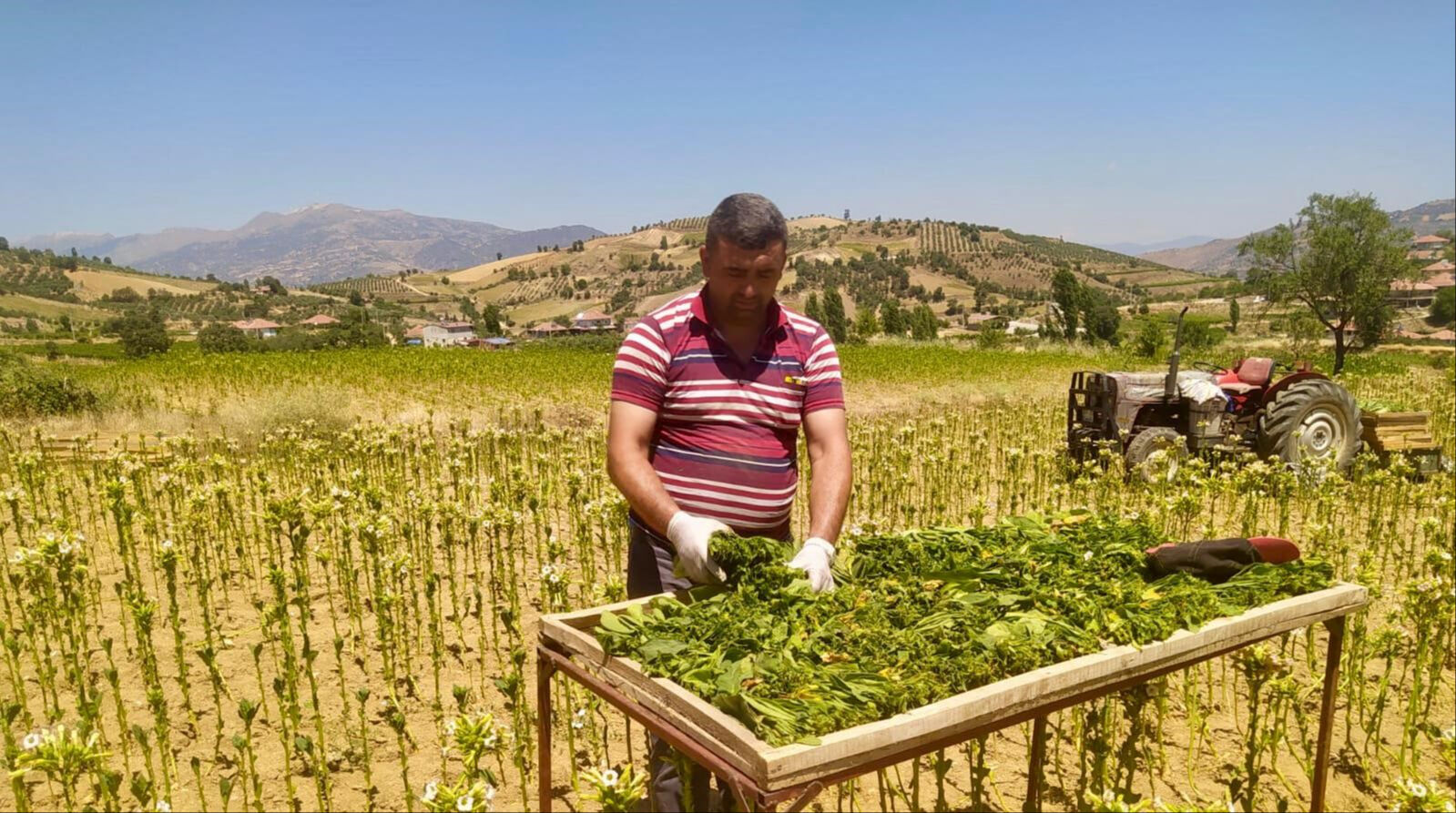 Tütün tarlalarında mesai başladı! Saatlik ücretleri 200 lira... - 2. Resim