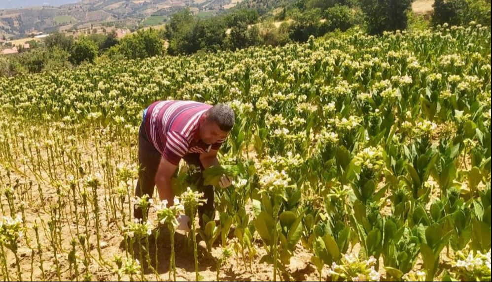 Tütün tarlalarında mesai başladı! Saatlik ücretleri 200 lira... - 1. Resim