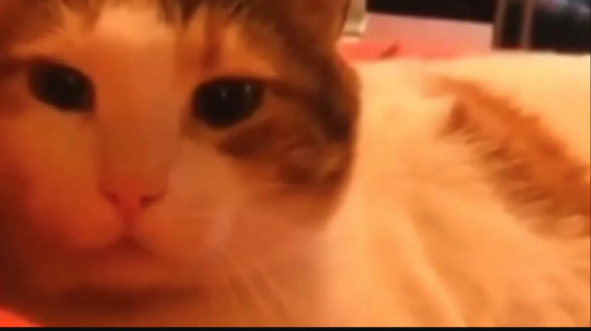 Ünlü şarkıcı Sezen Aksu aldığı haberle yıkıldı! - 3. Resim