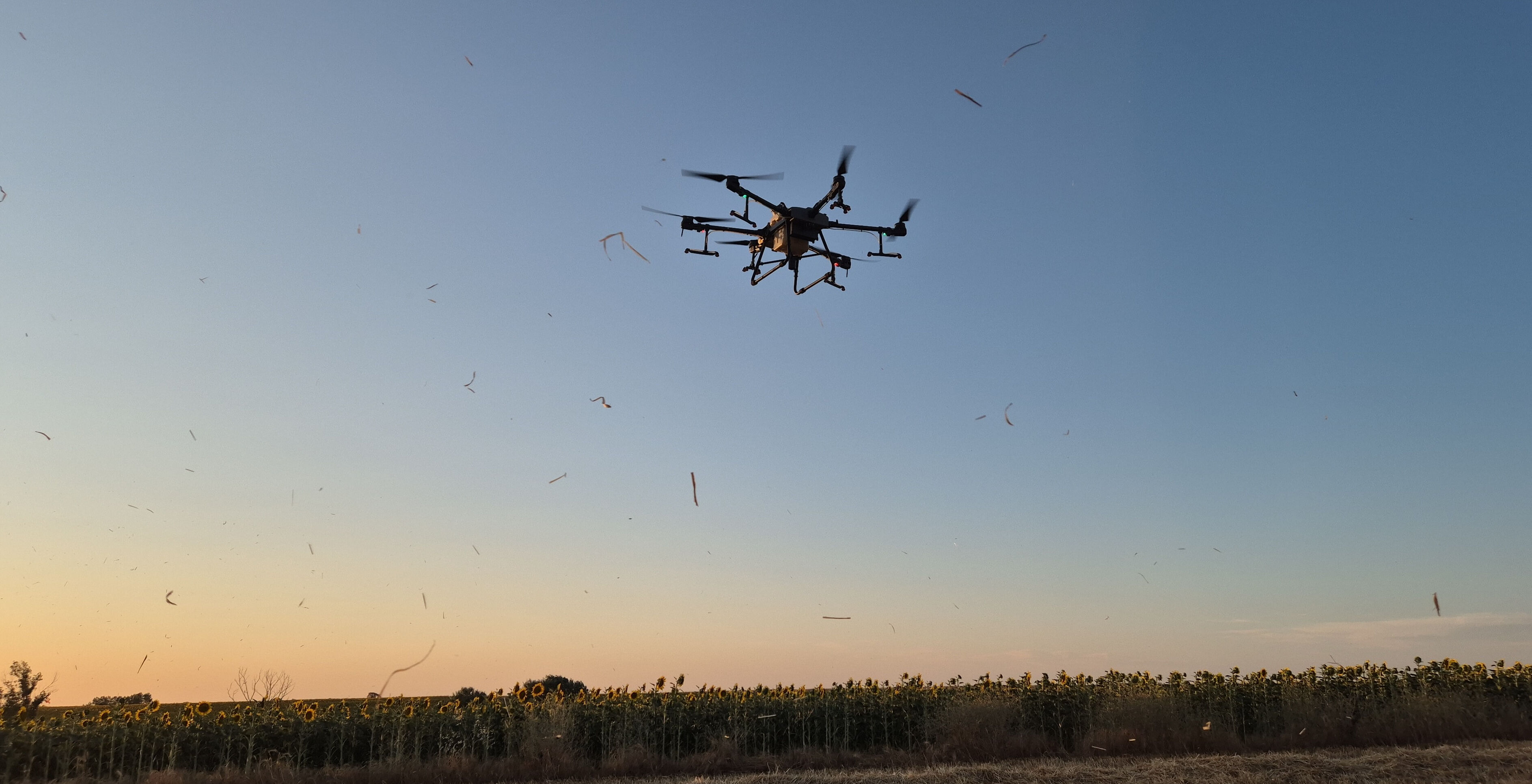 15 gün önce başladı, her yeri istila ettiler! Tarlada zarar büyük, ilaçlama başladı - 4. Resim