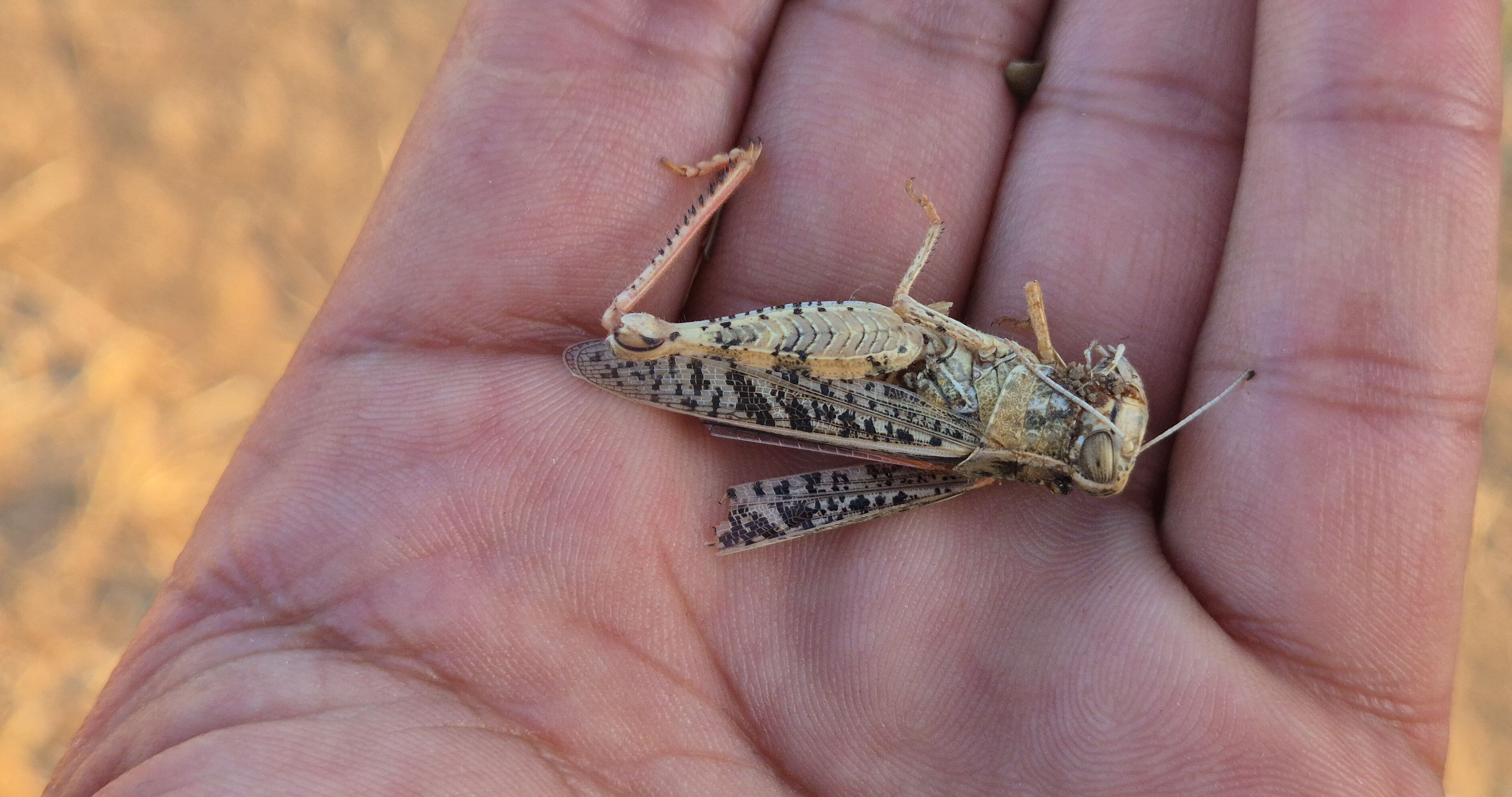 15 gün önce başladı, her yeri istila ettiler! Tarlada zarar büyük, ilaçlama başladı - 2. Resim
