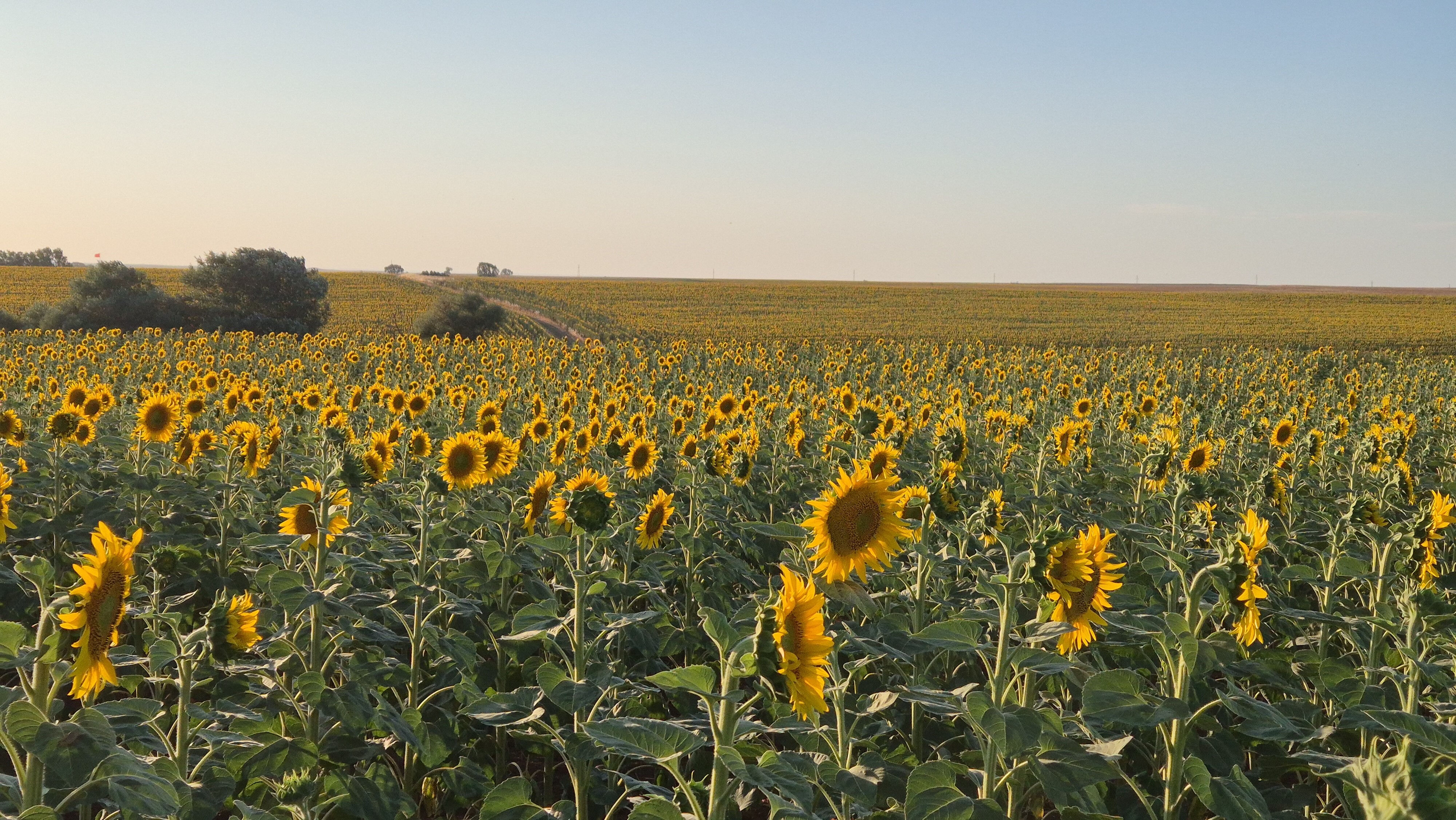 15 gün önce başladı, her yeri istila ettiler! Tarlada zarar büyük, ilaçlama başladı - 1. Resim