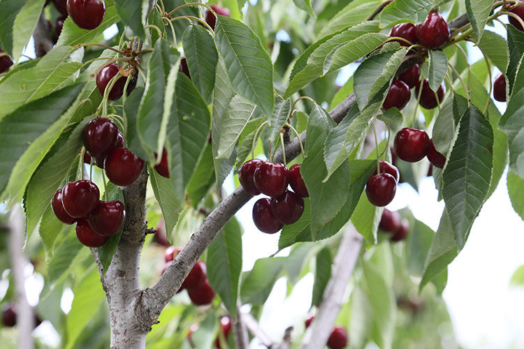 6 yıl önce ekti, ilk hasadı bu yıl yaptı! Tarlada kilosu 250 lira  - 2. Resim