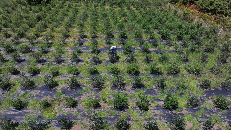 Dededen kalma atıl araziye ekti! Kilosunu 500 liradan satıyor - 2. Resim