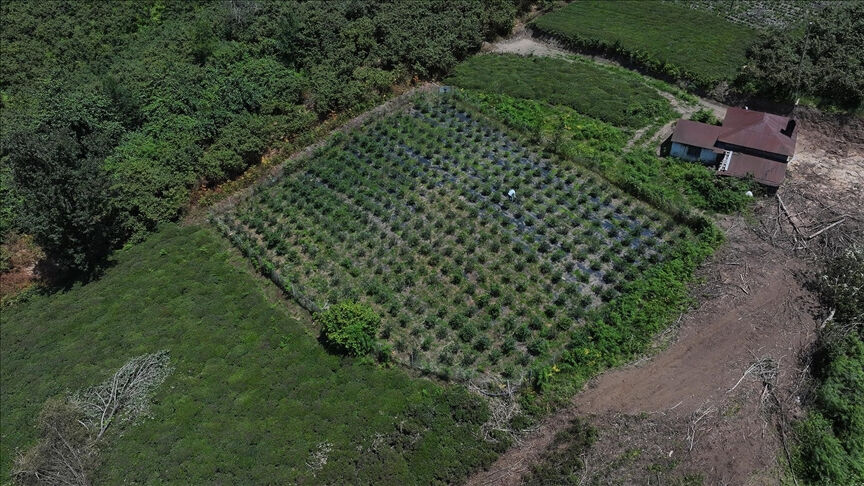 Dededen kalma atıl araziye ekti! Kilosunu 500 liradan satıyor - 1. Resim