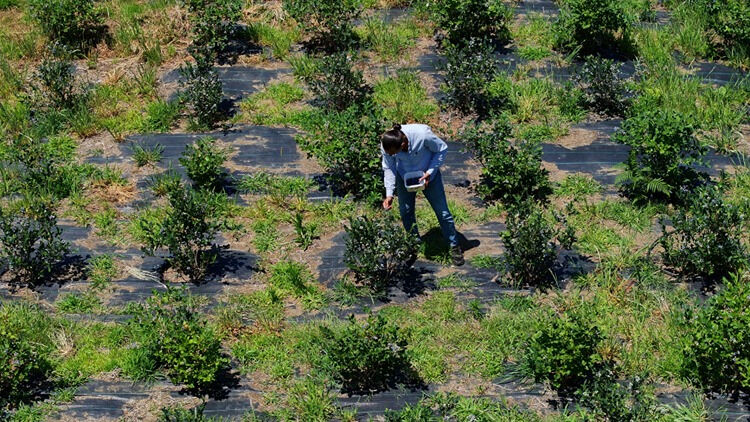 Dededen kalma atıl araziye ekti! Kilosunu 500 liradan satıyor - 3. Resim