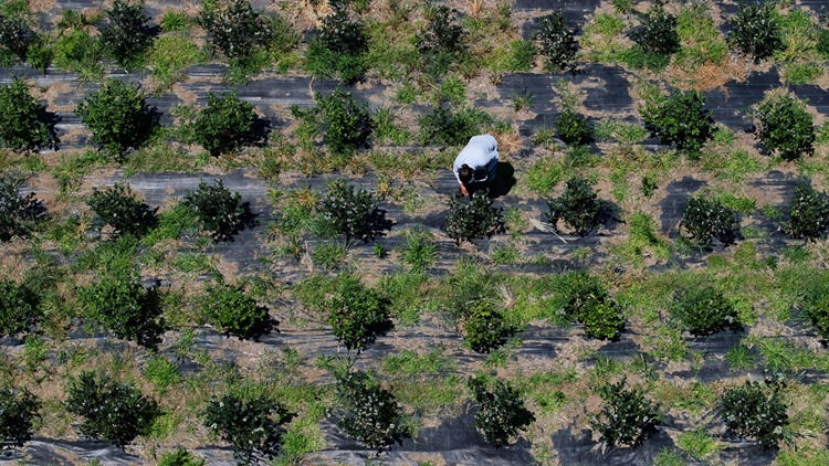 Dededen kalma atıl araziye ekti! Kilosunu 500 liradan satıyor - 4. Resim