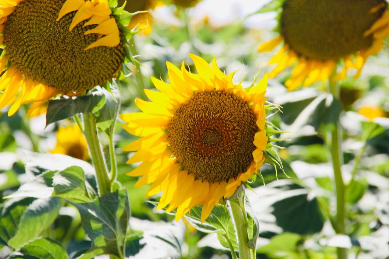 Evli çiftler tarlalara akın ediyor! Tarım arazileri stüdyoya dönüştü - 2. Resim