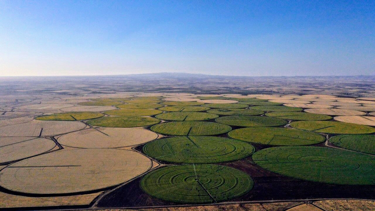 Evli çiftler tarlalara akın ediyor! Tarım arazileri stüdyoya dönüştü - 5. Resim