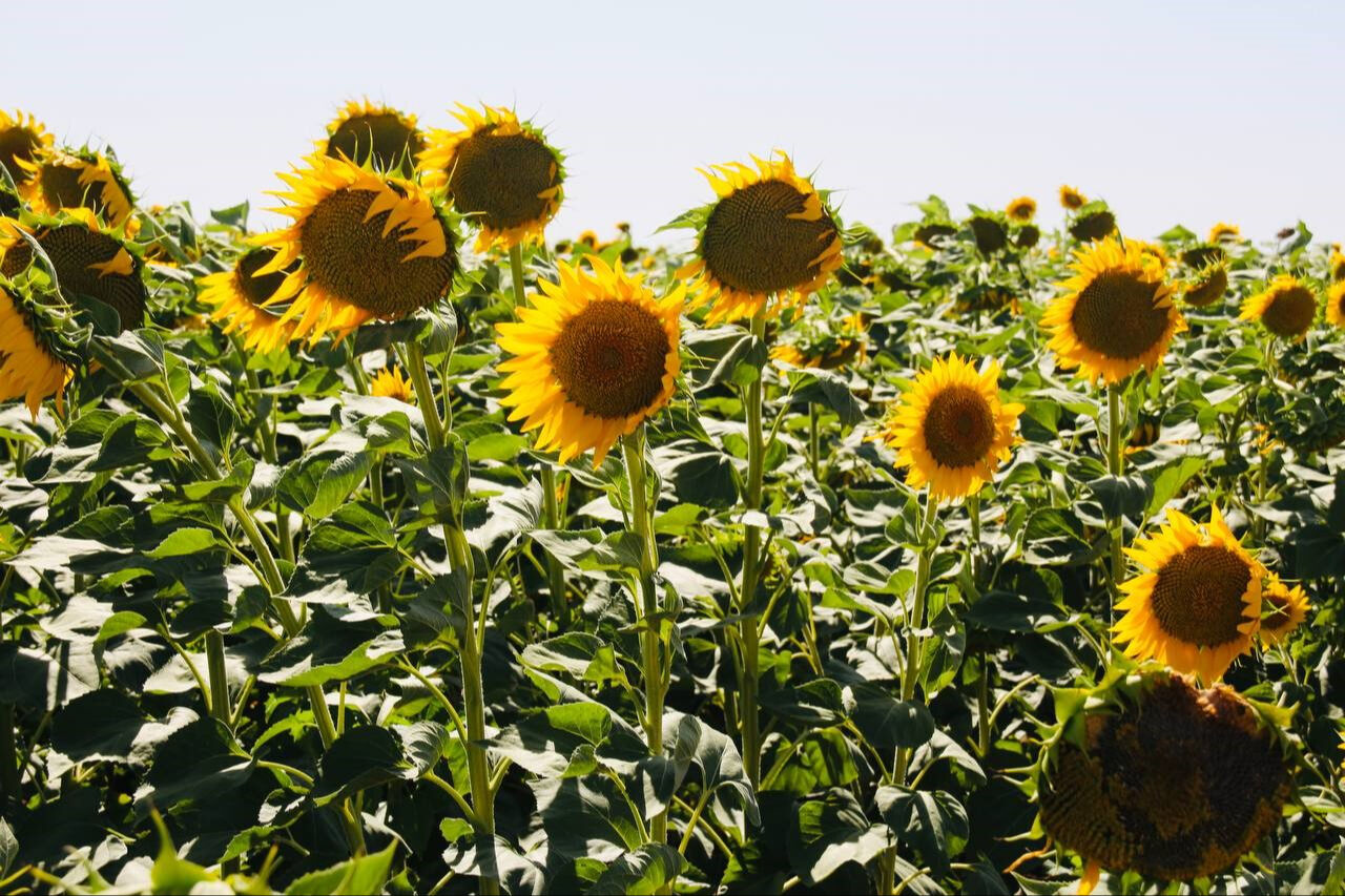 Evli çiftler tarlalara akın ediyor! Tarım arazileri stüdyoya dönüştü - 3. Resim
