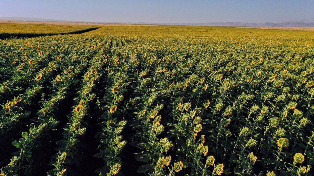 Evli çiftler tarlalara akın ediyor! Tarım arazileri stüdyoya dönüştü - 4. Resim