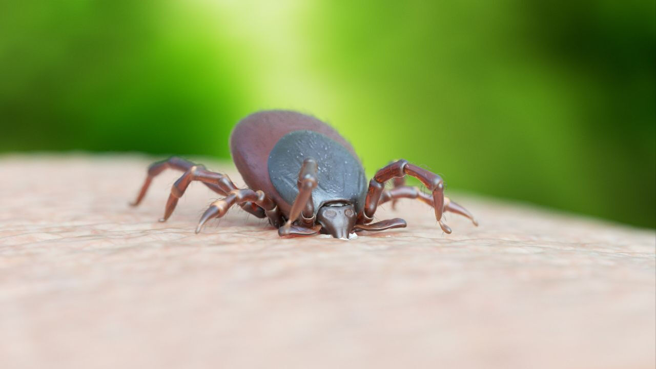 İstanbul'da görülen kenenin türü belirlendi! Uzmandan açıklama: 'Rhipicephalus