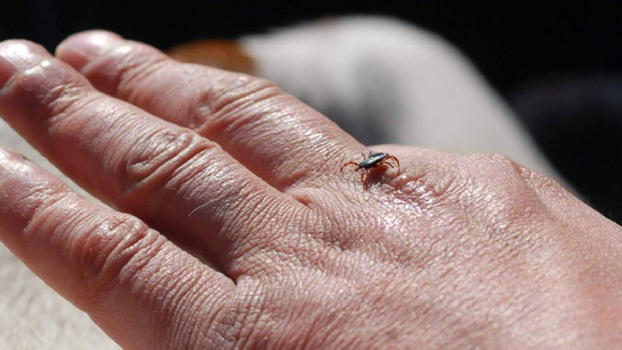 İstanbul'da görülen kenenin türü belirlendi! Uzmandan açıklama: 'Rhipicephalus