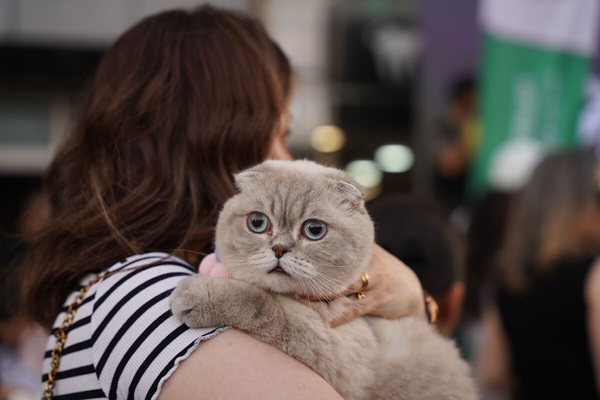 Kedi festivalinden hayran bırakan görüntüler! En güzelleri bir araya geldi - 2. Resim