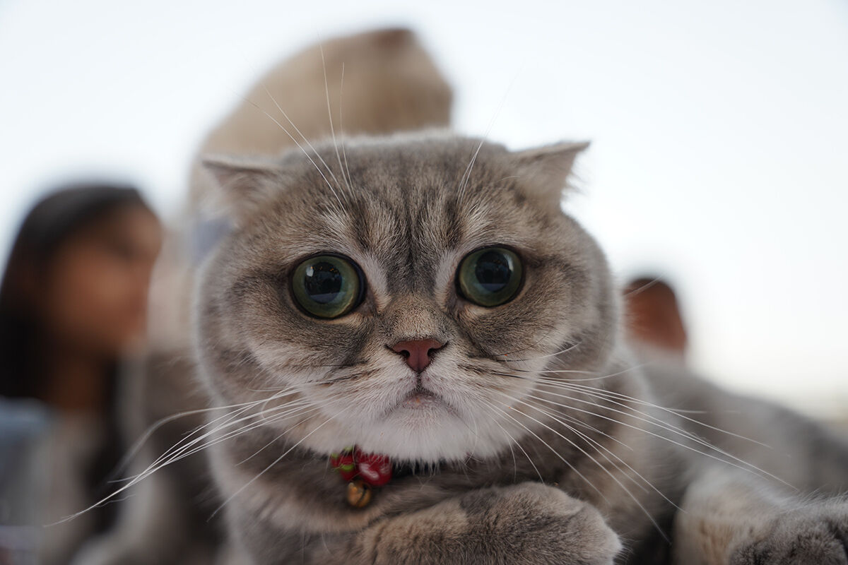 Kedi festivalinden hayran bırakan görüntüler! En güzelleri bir araya geldi - 1. Resim