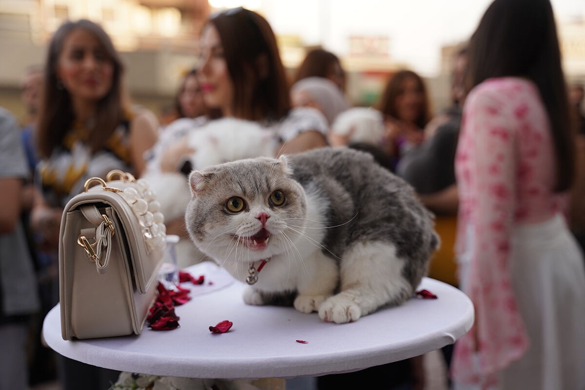 Kedi festivalinden hayran bırakan görüntüler! En güzelleri bir araya geldi - 10. Resim