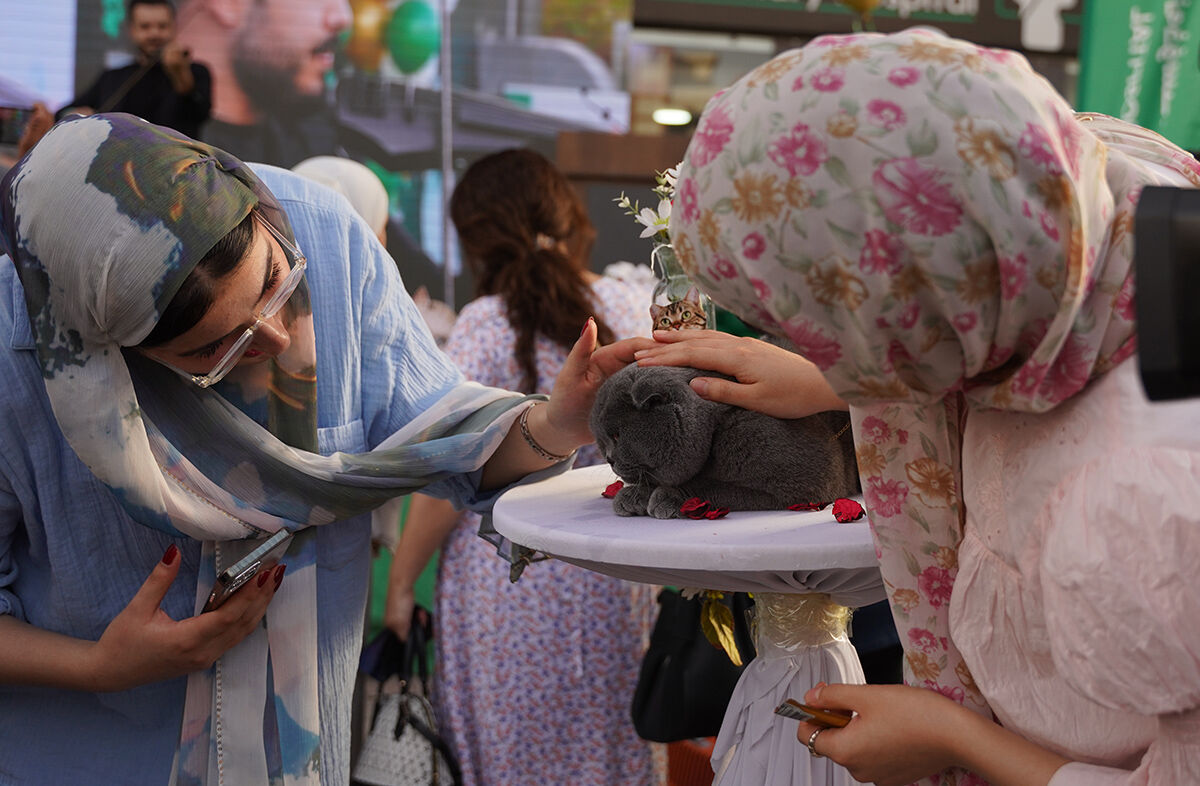 Kedi festivalinden hayran bırakan görüntüler! En güzelleri bir araya geldi - 3. Resim