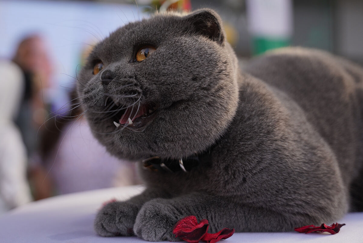 Kedi festivalinden hayran bırakan görüntüler! En güzelleri bir araya geldi - 4. Resim