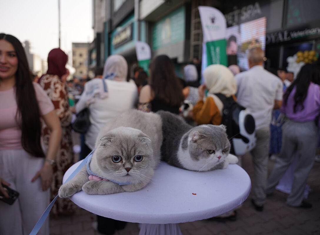 Kedi festivalinden hayran bırakan görüntüler! En güzelleri bir araya geldi - 6. Resim