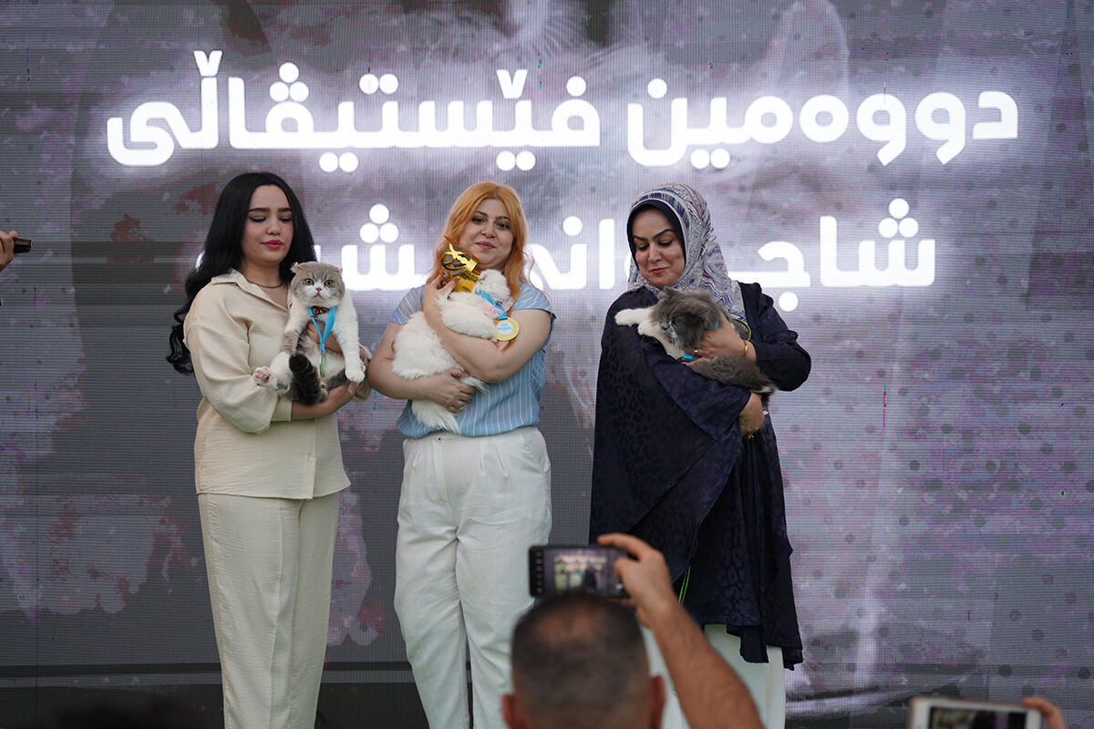 Kedi festivalinden hayran bırakan görüntüler! En güzelleri bir araya geldi - 11. Resim