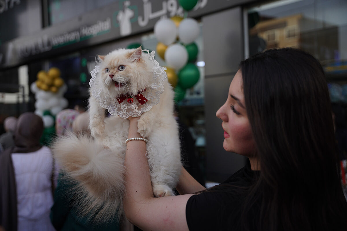 Kedi festivalinden hayran bırakan görüntüler! En güzelleri bir araya geldi - 7. Resim