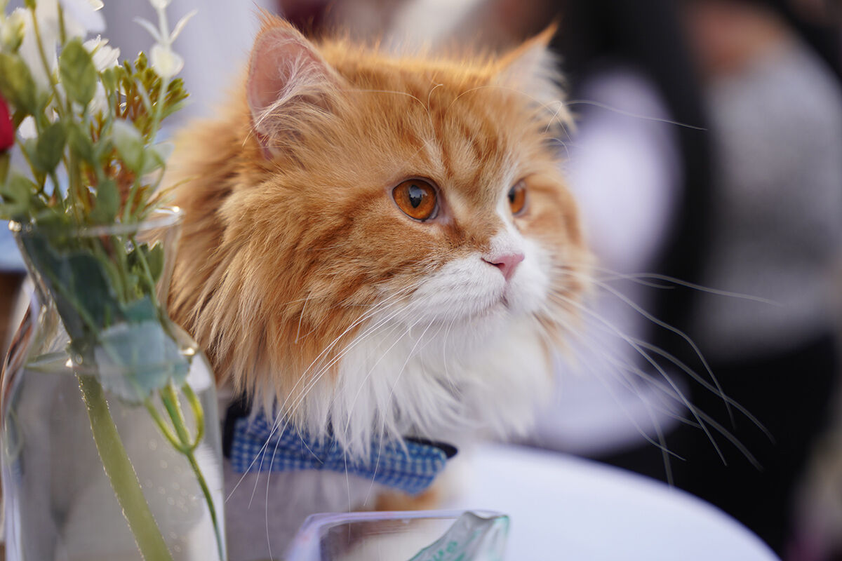 Kedi festivalinden hayran bırakan görüntüler! En güzelleri bir araya geldi - 5. Resim