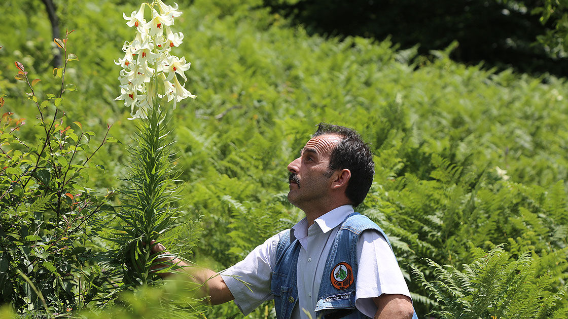 Ordu'da görüldü, zarar verene 245 bin TL ceza kesilecek! 1993 yılında tespit edilmişti - 2. Resim