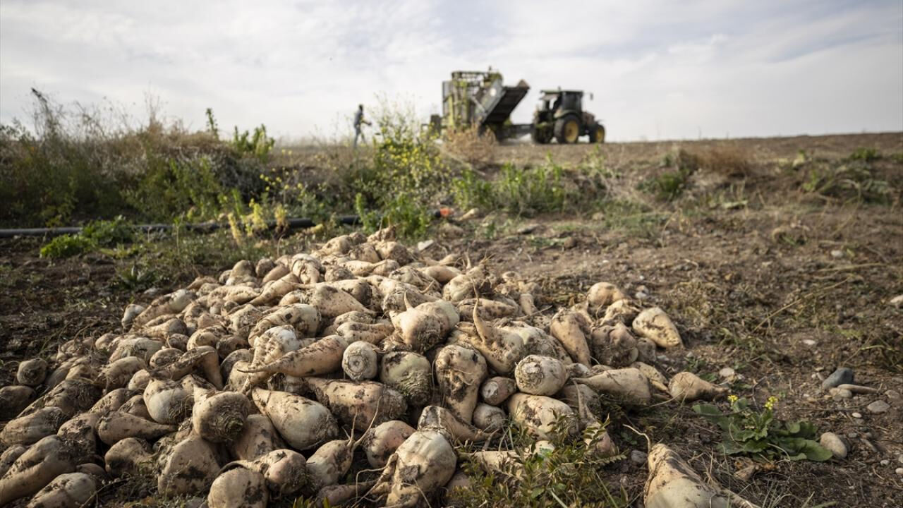 Pancar üreticilerine 2 milyar 465 milyon lira ödeme! Pancar üreticilerine 2,5 milyar liralık avans ödemesi yapıldı - 1. Resim