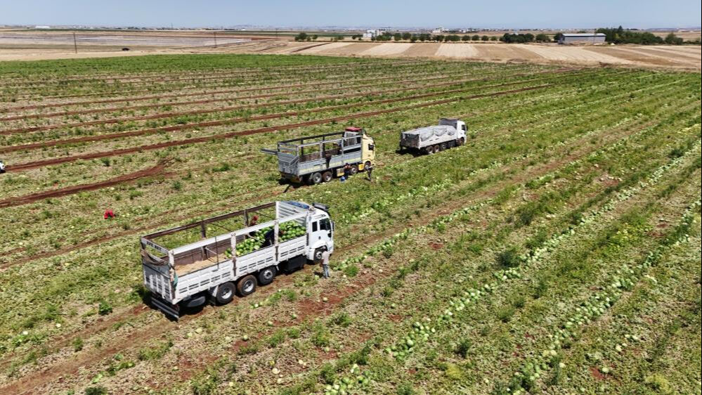 Sıcak havalar talepleri patlattı! Tarlada kilosu 2 liradan satıldı, beklenenin 5 katı ürün çıktı - 8. Resim