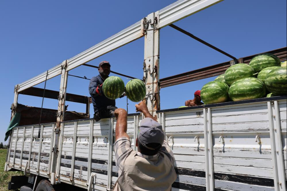 Sıcak havalar talepleri patlattı! Tarlada kilosu 2 liradan satıldı, beklenenin 5 katı ürün çıktı - 3. Resim