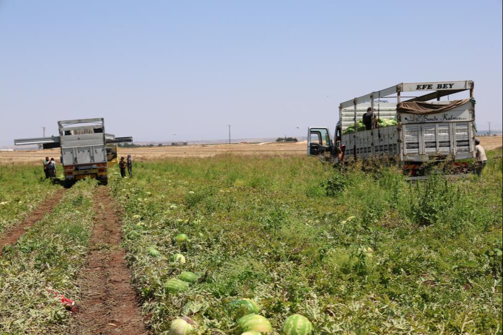 Sıcak havalar talepleri patlattı! Tarlada kilosu 2 liradan satıldı, beklenenin 5 katı ürün çıktı - 5. Resim