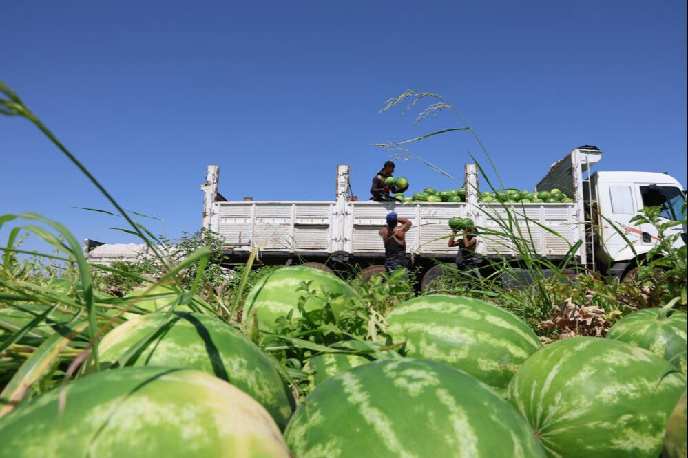 Sıcak havalar talepleri patlattı! Tarlada kilosu 2 liradan satıldı, beklenenin 5 katı ürün çıktı - 7. Resim