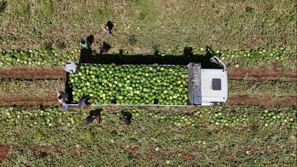 Sıcak havalar talepleri patlattı! Tarlada kilosu 2 liradan satıldı, beklenenin 5 katı ürün çıktı - 1. Resim