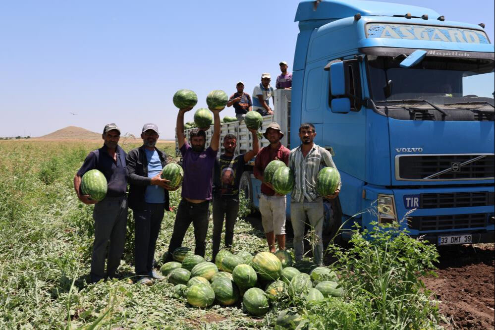 Sıcak havalar talepleri patlattı! Tarlada kilosu 2 liradan satıldı, beklenenin 5 katı ürün çıktı - 4. Resim