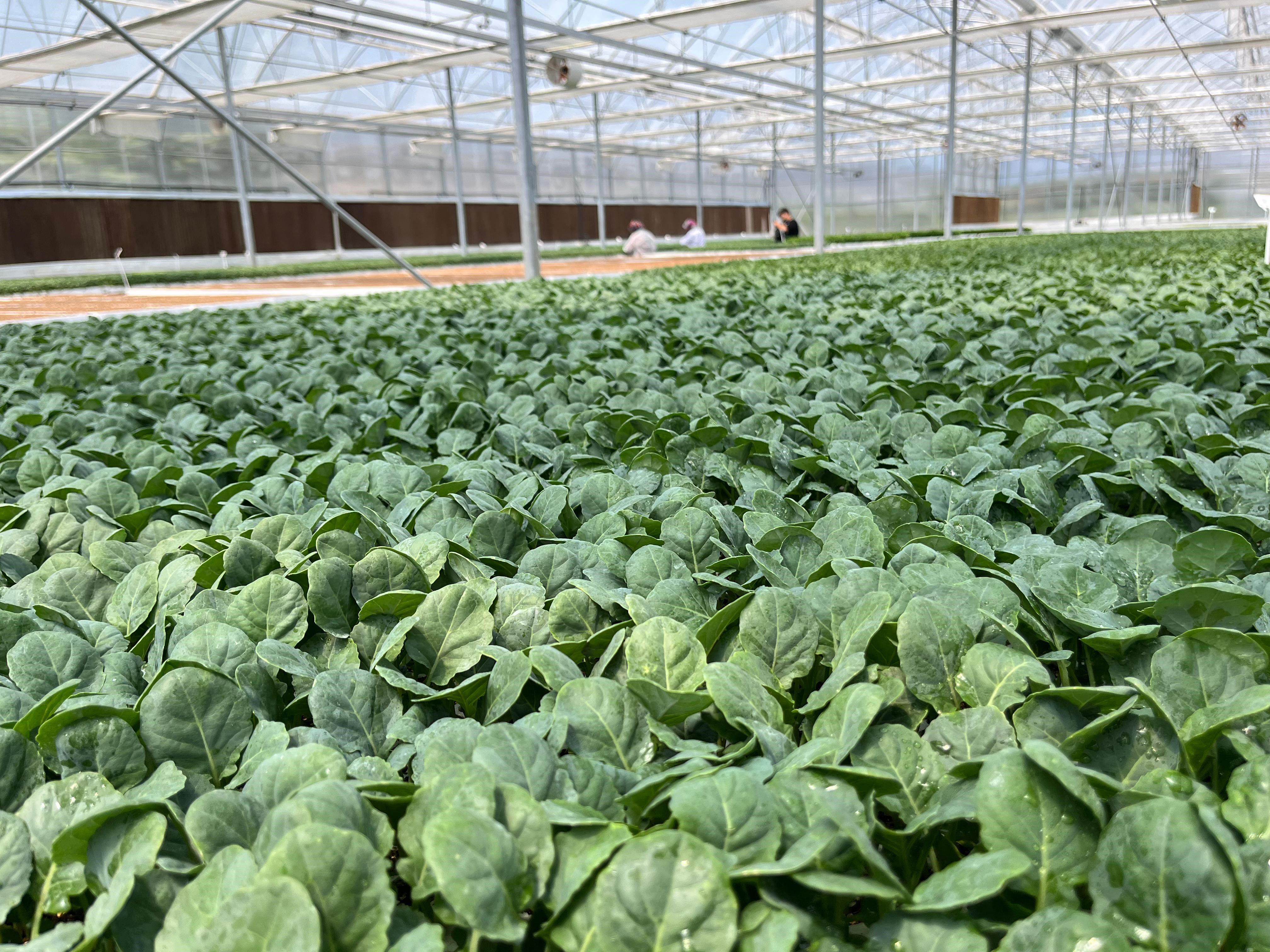 Tek seferde 10 milyon adet yetişiyor! Eskişehir'de üretiliyor, Türkiye'nin dört bir yanına gönderiliyor - 2. Resim