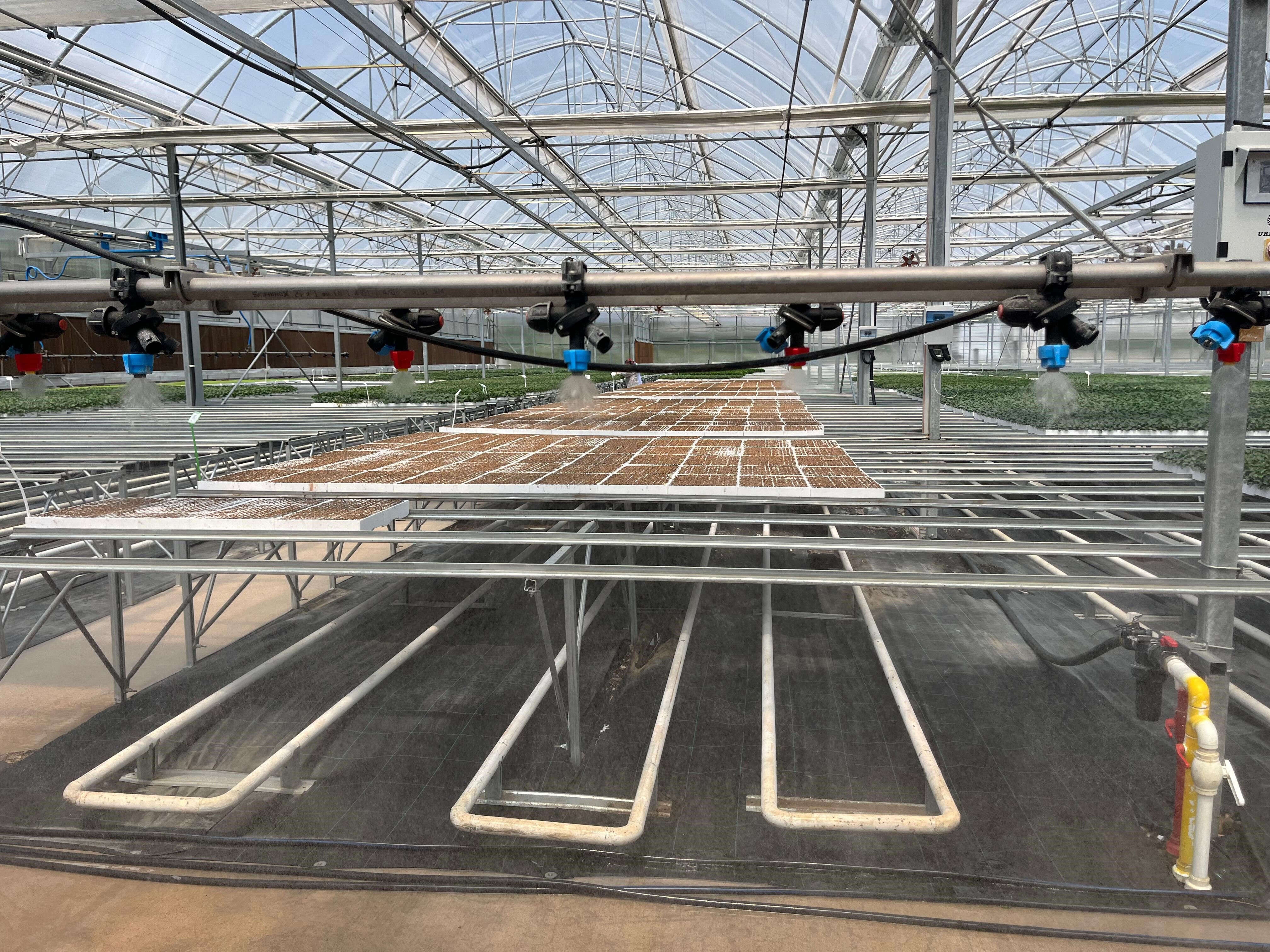 Tek seferde 10 milyon adet yetişiyor! Eskişehir'de üretiliyor, Türkiye'nin dört bir yanına gönderiliyor - 1. Resim