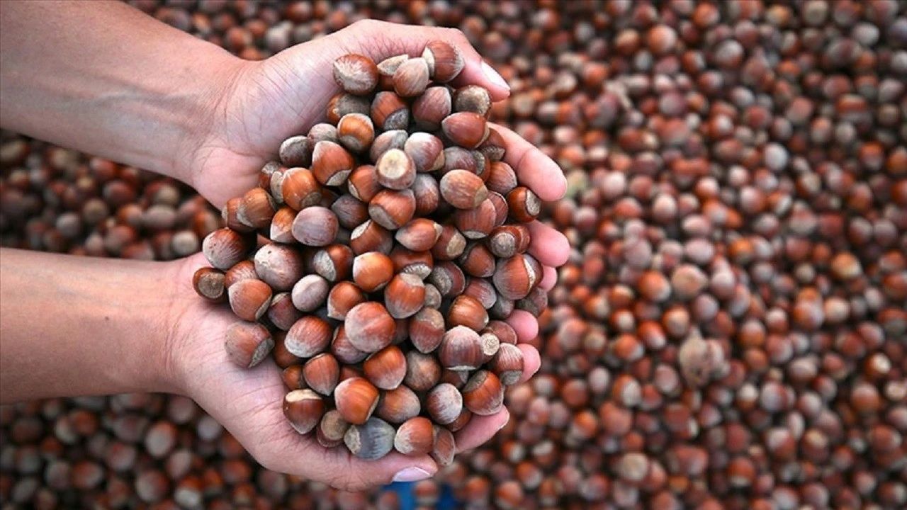 Türkiye fındıktan milyarlarca dolar kazandı