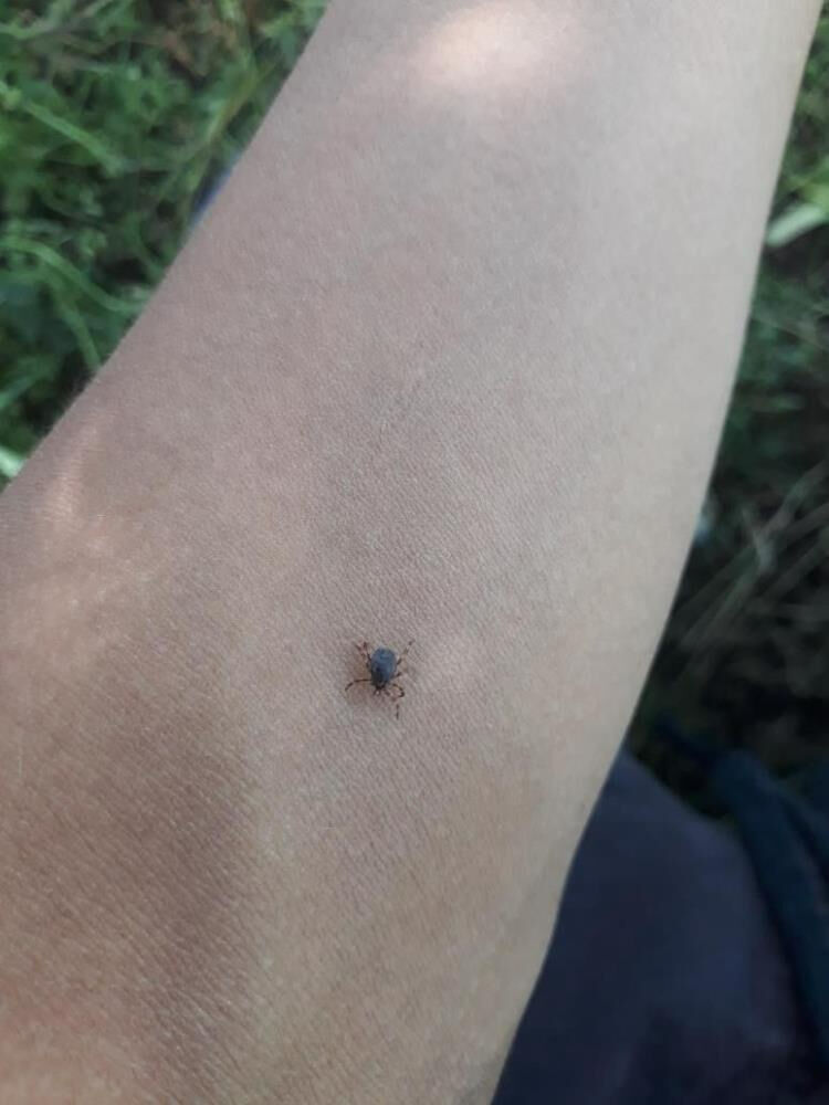 Kene kabusu büyüyor! KKKA'da tedirgin eden artış: Bir kentte daha can aldı - 2. Resim