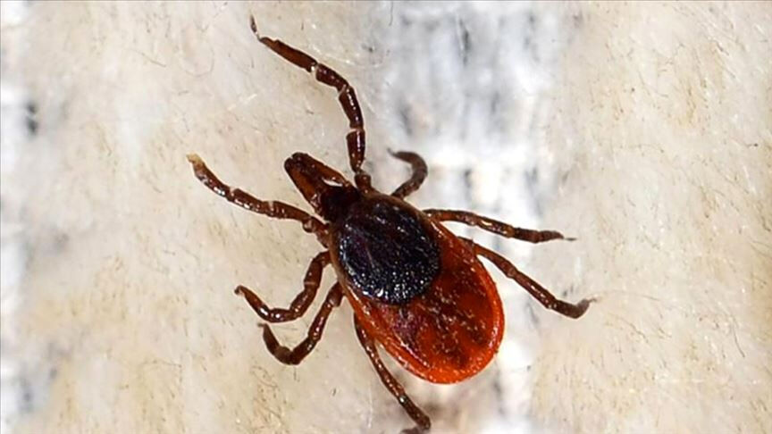 Kene kabusu büyüyor! KKKA'da tedirgin eden artış: Bir kentte daha can aldı - 1. Resim