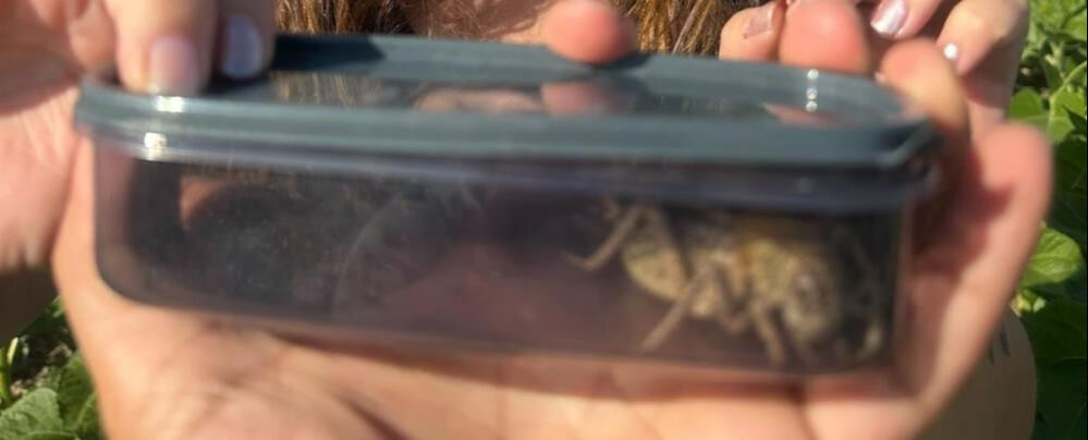 Nesli tehlike altında! Kırşehir'de ilk kez görüntülendi: Vatandaş ihbarıyla buraya geldik - 2. Resim