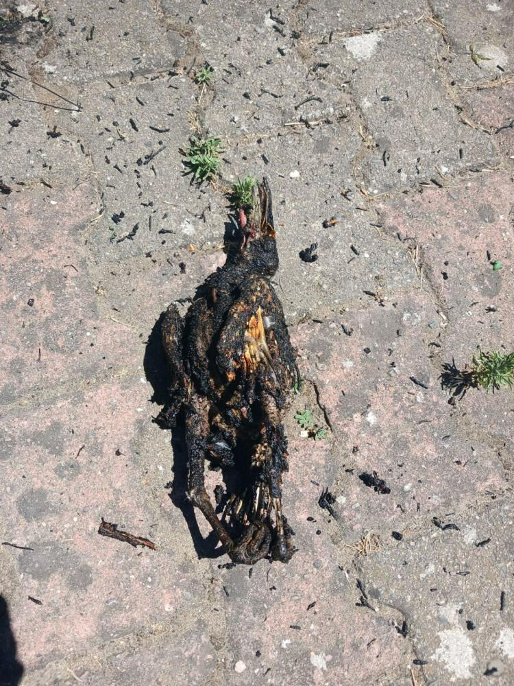 Yangının sebebi şaşırttı! Yüksek gerilim hattına kapıldı, tarlayı alevler sardı - 2. Resim