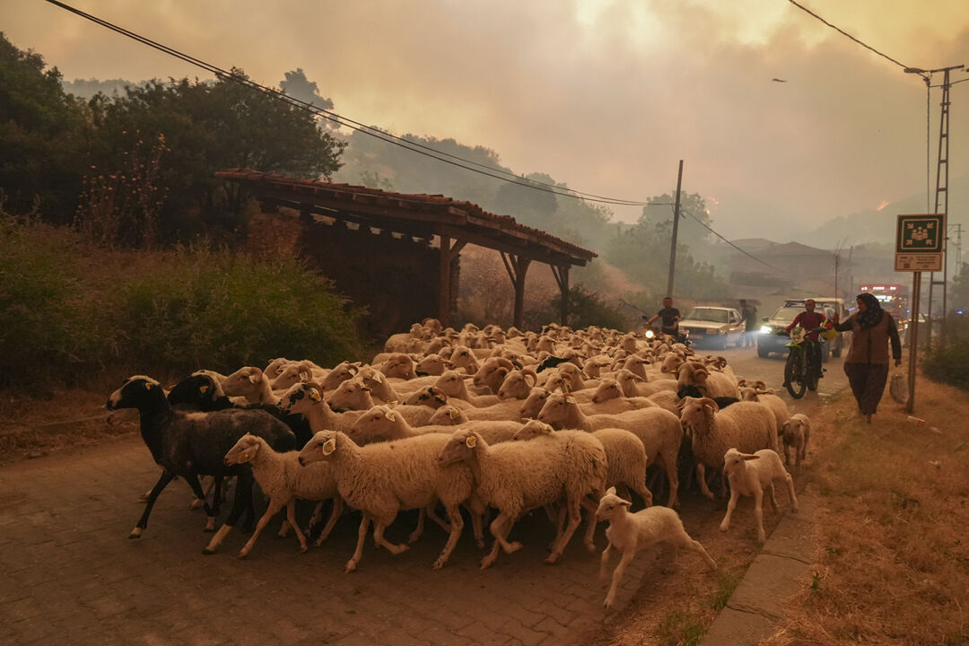 İzmir yangınında son durum... Bakan duyurdu! Çeşme, Buca ve Ödemiş kontrol altında