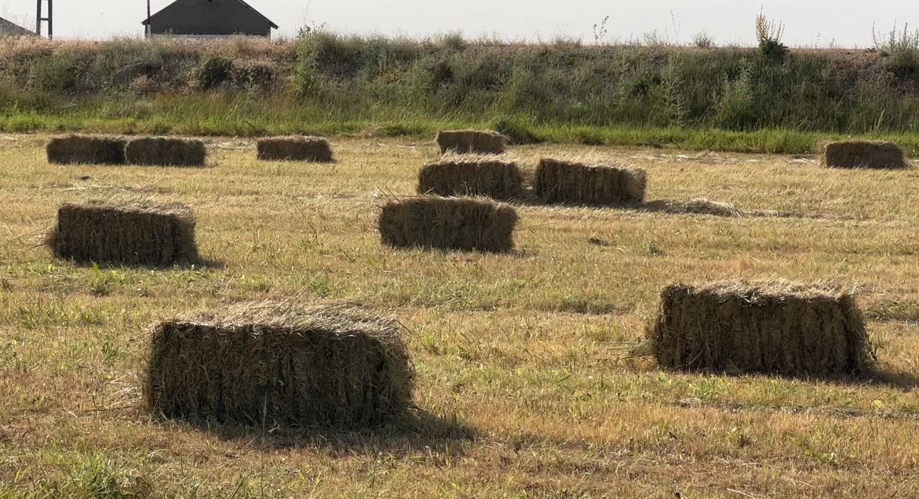 Kızgın güneşte günlük 3 bin ot bağı! O bölgede kış hazırlığı başladı - 2. Resim