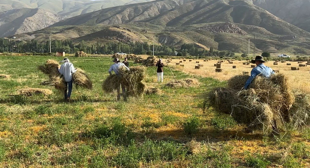 Kızgın güneşte günlük 3 bin ot bağı! O bölgede kış hazırlığı başladı - 1. Resim