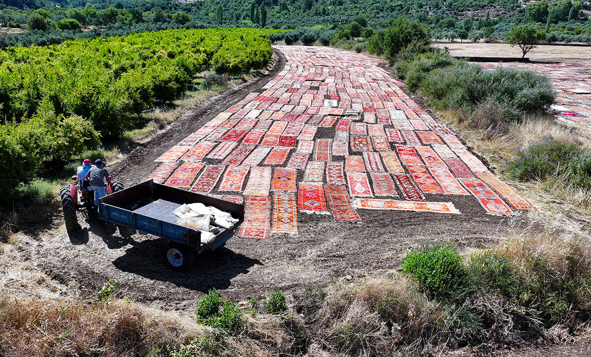 Turistler görmek için akın ediyor! Sıcaklar 40 dereceye ulaştı, tarlalar halıyla kaplandı - 2. Resim