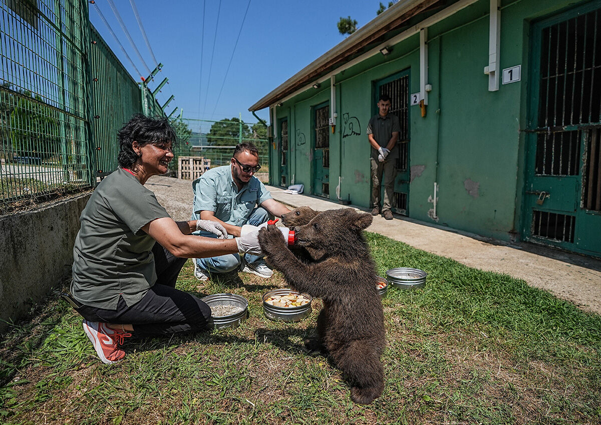 Biberonla beslenen bebek ayılar görenlerin içini ısıttı: Arazide bulundular, 8 öğün besleniyorlar! - 2. Resim