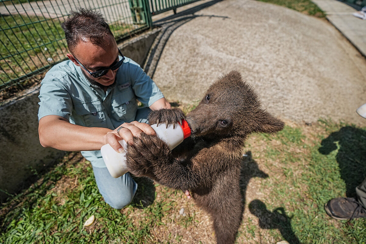 Biberonla beslenen bebek ayılar görenlerin içini ısıttı: Arazide bulundular, 8 öğün besleniyorlar! - 4. Resim
