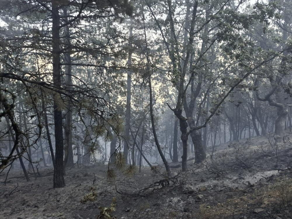 Bursa'daki orman yangınının sebebi pes dedirtti! Tutuklama ve çok sayıda gözaltı var - 2. Resim