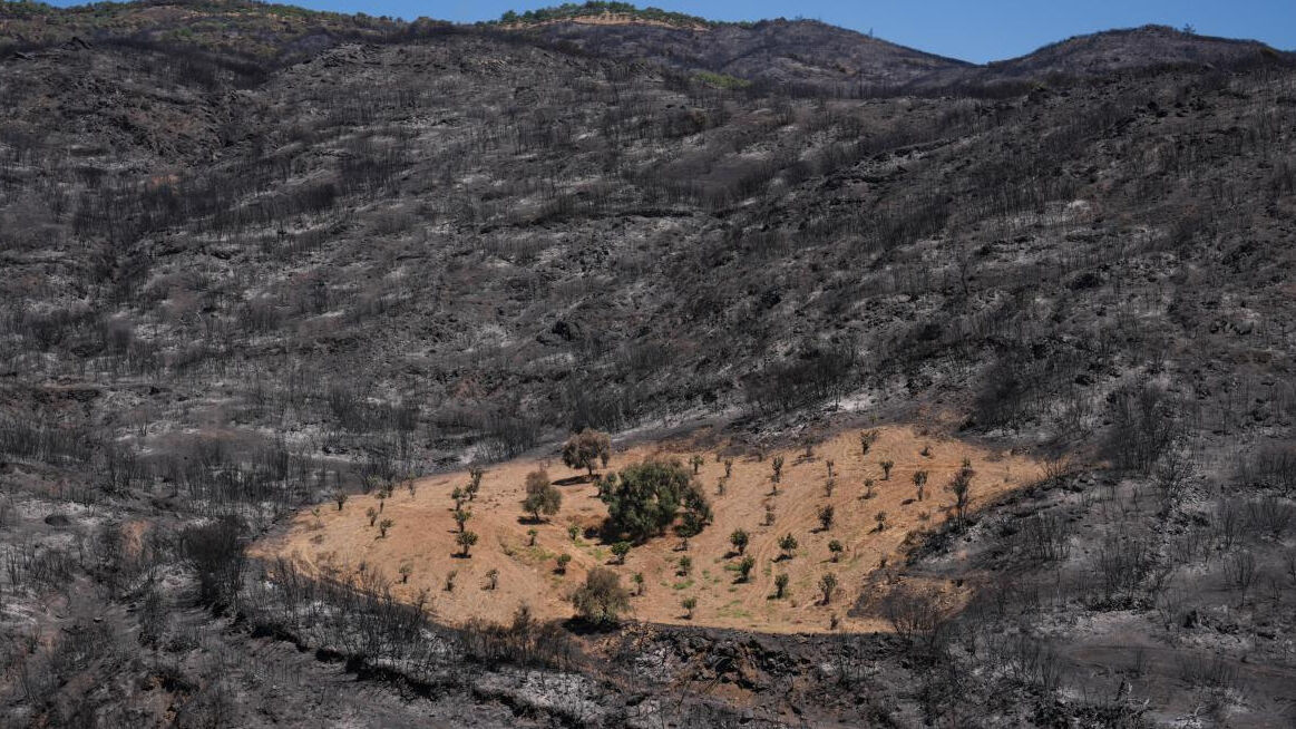 Etrafı küle döndü, ama alevler uğramadı! İzmir'deki yangından bir tek orası etkilenmedi - 1. Resim